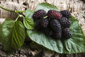 شاه میوه روستای ویدوجا -خاتون فارم