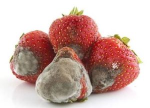 توت فرنگی کپک زده-سایت خاتون فارم 