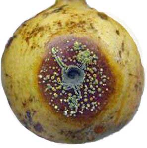 میوه های کپک زده خاتون فارم 