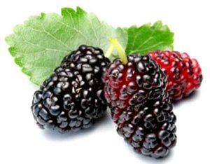 توت مناسب تهیه شیره- خاتون فارم