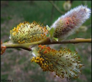 گیاه دارویی بیدمشک-گیاه بیدمشک 