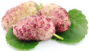 توت مناسب تهیه شیره- خاتون فارم