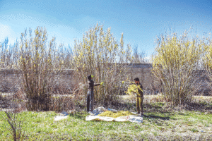 گیاه دارویی بیدمشک-درخت-بیدمشک